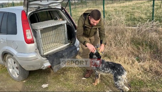 Personazh/ Të ndjekësh pasionin, 32-vjeçari nga Durrësi stërvit qen për gjueti! Armando Doda: Moratoriumi nxiti gjuetinë e paligjshme në vend