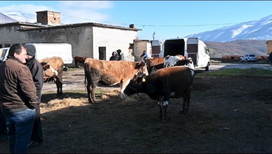 Kukës/ Tregu i gjësë së gjallë në krizë për blerës! Qytetarët: S’kemi lekë, vijmë shohim e ikim duarbosh