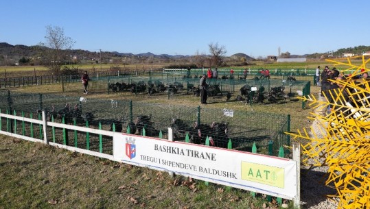 Hapet për të shtatin vit tregu i gjelave të Baldushkut, Veliaj: Konsumoni sa më shumë produkte “Made in Albania”