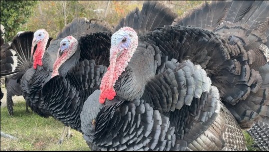 Në zonën e Zadrimës më pak gjela deti! Fermerët heqin dorë nga mbarështrimi i ‘mbretit’ të tryezës 