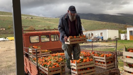 Konispoli prodhon 60 mijë ton mandarina, bie çmimi! Fermerët: E shesim me 37 lek/kg, po dalim me humbje! Bashkia: Morën subvencione për naftën