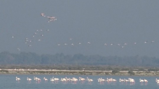 Censi, mbi 12 mijë shpendë ujorë në lagunat e Vlorës! Mbizotërojnë flamingot, pulëbardhat dhe çafkat! Specialisti: Zhurmat dhe gjuetia i dëmtojnë