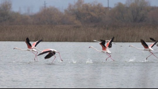 Flamingot dhe pelikanët ‘pushtojnë’ Kune-Vainin në dimër! Ekspertët: Favorizohen nga klima e butë dhe ushqimi në lagunë