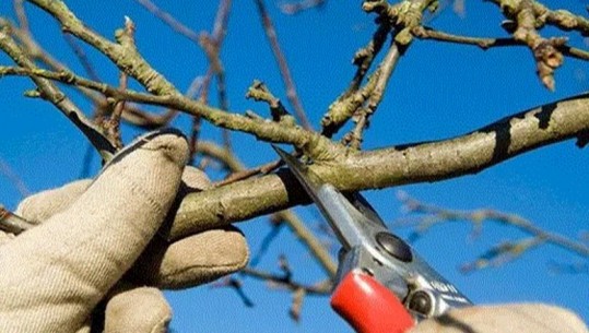 Po krasiste pemët, rrëzohet dhe humb jetën punonjësi i bashkisë në Peqin