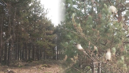 Procesionarja rrezikon të thajë masivet pyjore në Kukës! Specialisti: Rritet rreziku me ngrohjen e kohës, shteti të ndërhyjë