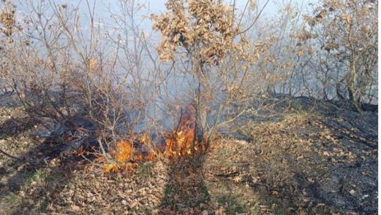 Zjarr në Maliq, era e fortë favorizon përhapjen e flakëve