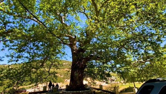 Misteri që mbart rrapi 500-vjeçar i Drizarit në Mallakastër dhe një apel Agjencisë së Zonave të Mbrojtura: Shpëtoni biomonumentin!