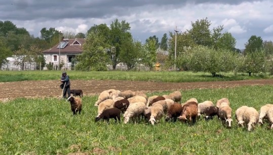  Me 50 lek për litër, qumështi në Maliq shitet më lirë se uji, blegtorët: Çmimin e caktojnë baxhot, s’ka tregje! Ta derdhim, është gjynah?!