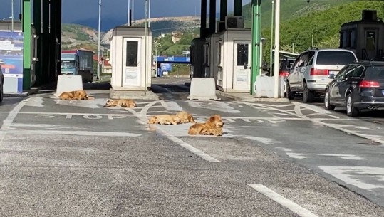 Morinë/ Qentë endacakë kthehen në problem për udhëtarët (VIDEO)