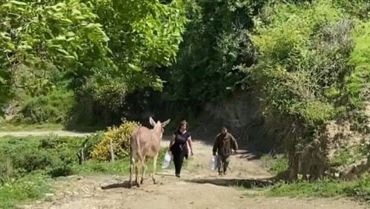 Banorët e dy fshatrave në Dimal si në Mesjetë: S'kemi rrugë, të sëmurët i çojmë në spital me gomar! Hesht kryebashkiakja Memaj