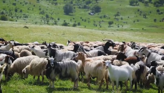 Pamje nga mali i Çajupit, Rama: Trans'humanca pasuri e UNESCO