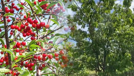 Qershitë e Fierit/ Fermerët e shesin 50 lekë/ kg, në treg përfundojnë pesëfish më lart