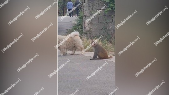 Tiranë/ Majmuni prej 2 javësh lëviz i lirë rrugëve në Sauk, banorët thirrje bashkisë që ta largojë (VIDEO)