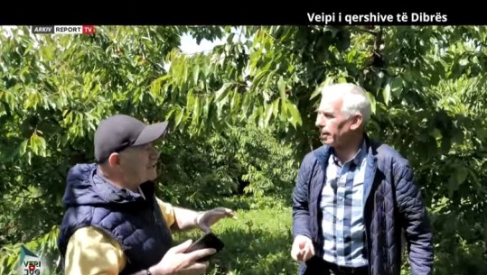 'Veri Jug' reportazh në Peshkopi! 'Veipi i qershive të Dibrës': Më mirë fermer, se pushtetar