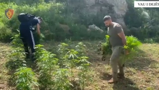 Shkodër/ U zbuluan me dron, policia asgjëson 7378 bimë cannabis