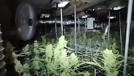 Greqi/ Kishin ngritur 3 shtëpi bari në Athinë, sekuestrohen mbi 1500 rrënjë kanabis dhe 45 kg marijuanë! 5 të arrestuar, mes tyre 2 shqiptar