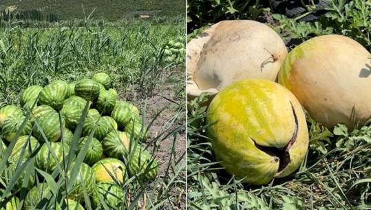 Video/ Shalqi me shumicë në Lezhë, por s'ka blerës! Po kalbet në fushë! Çfarë thonë fermerët dhe ekspertët