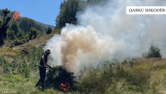 Shkodër/ Asgjësohen 5638 bimë dhe fidanë kanabis, nuk dihen autorët