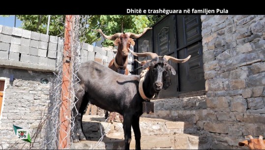 VIDEOLAJM/ Veri Jug në Qafë Shtamë, dhitë e trashëguara në familjen Pula