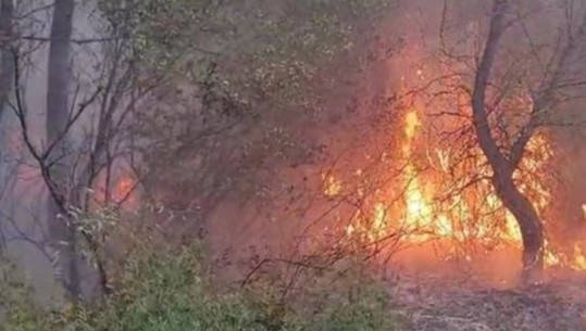 Ndezën zjarre në Mallakastër e Bulqizë, digjen pemë dhe ullishte! Procedohen 2 piromanë