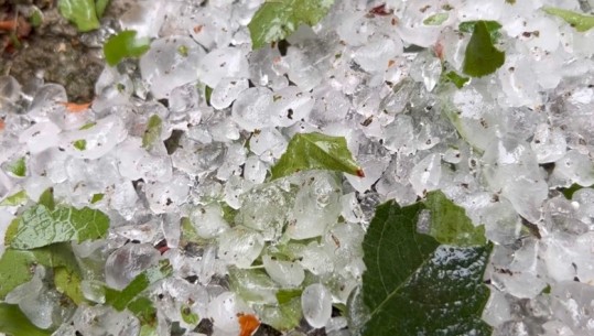 'Breshëri sa një kokër kumbulle, nuk la gjë pa shkatërruar! Rrushi, mollët, misri të gjitha ranë në tokë!' Fermerët e Maliqit kërkojnë ndihmë nga shteti