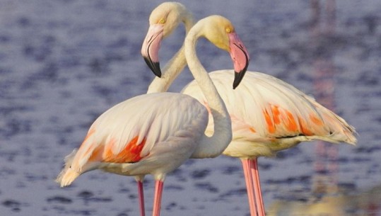 ‘Vallëzim’ mes flamingove, fotot mahnitëse nga Laguna e Nartës