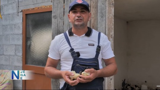 E nisën nga zero, sot gëzojnë frytet e punës! Nardi dhe Adelina rrëfehen në ‘Një nga ne’: Si na ndryshoi jeta nga rosat