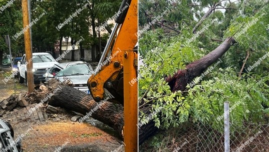 Moti i keq/ Era e fortë 'shkul' pemët në Shkodër, dëmtohet një makinë (FOTO+VIDEO)