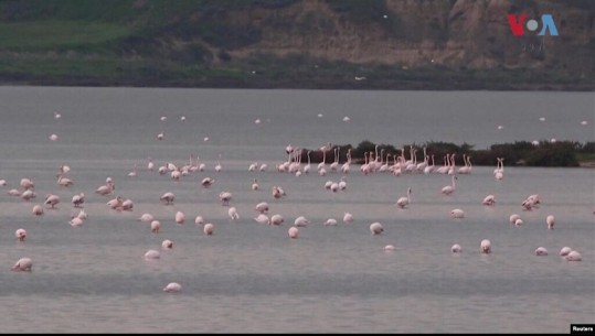 Shtohen flamingot në Lagunën e Nartës, por e ardhmja e tyre e kërcënuar