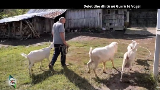 Gurrë e Vogël, fermerët e vegjël merrem me rritjen e deleve dhe dhive 