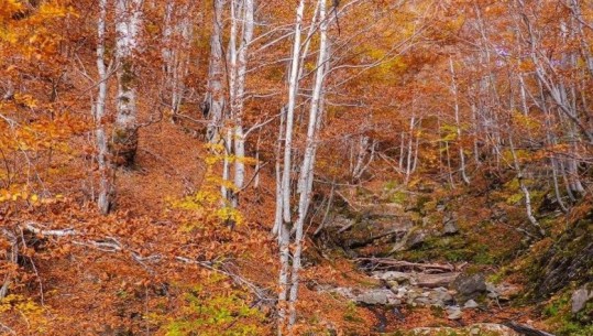 FOTOT/ ‘Kartolinë’ nga Lëpusha, pamjet mbresëlënëse që dhuron vjeshta