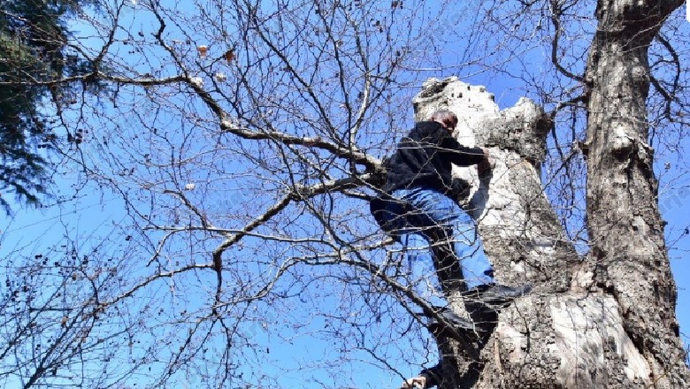 U përdor si platformë nga protestuesit e PD-së, rrapi do të zëvëndësohet me ulli (FOTO)