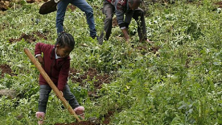 Rekord në Etiopi, mbillen 350 milion pemë në vetëm 12 orë