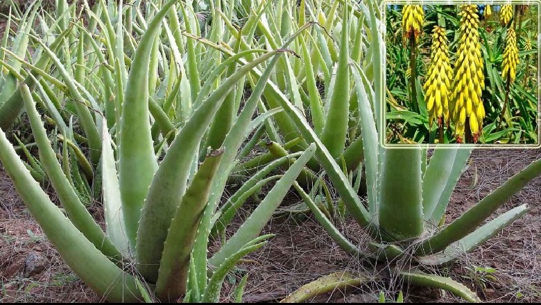 Aloe Vera, pse duhet ta përdorni për shëndetin