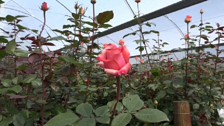 Kolumbi, kokainë e fshehur mes trëndafilave të Shën Valentinit