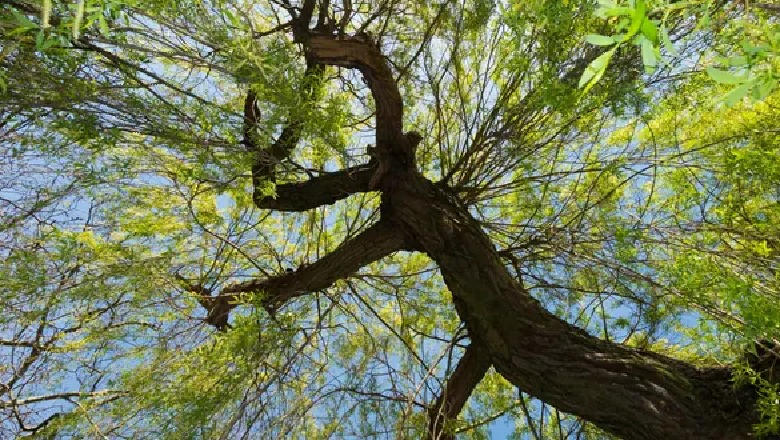 A mund të marr rreze dielli në park? Tashmë është një pyetje e thellë morale