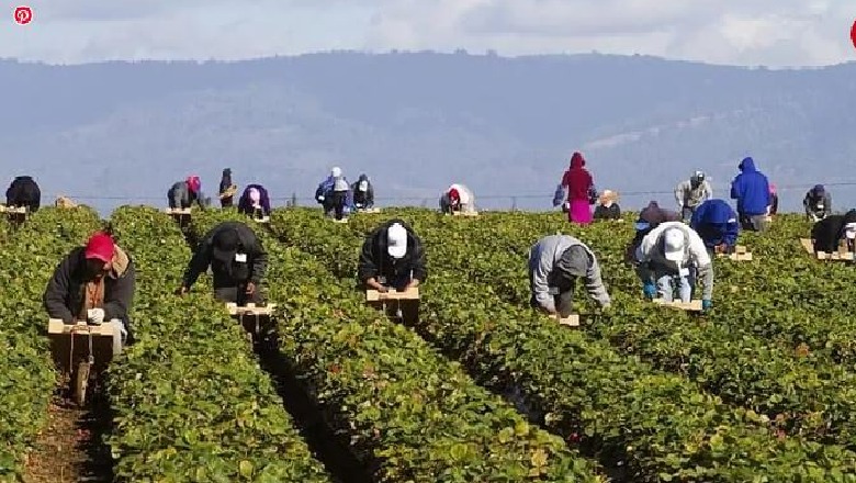 Ministri grek Voridis: Brenda javës një ligj për punëtorët sezonalë shqiptarë 