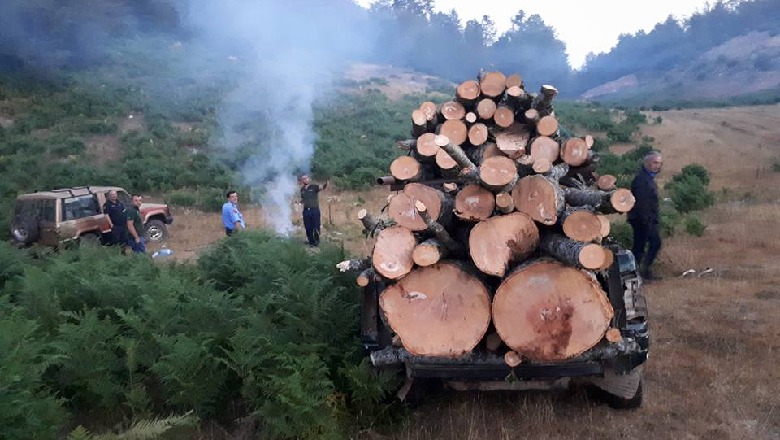 Librazhd/ U kapën mat duke prerë dru dhe njëri tenton të plagos punonjësin e zonave të mbrojtura, pranga të riut, në kërkim 3 shokët