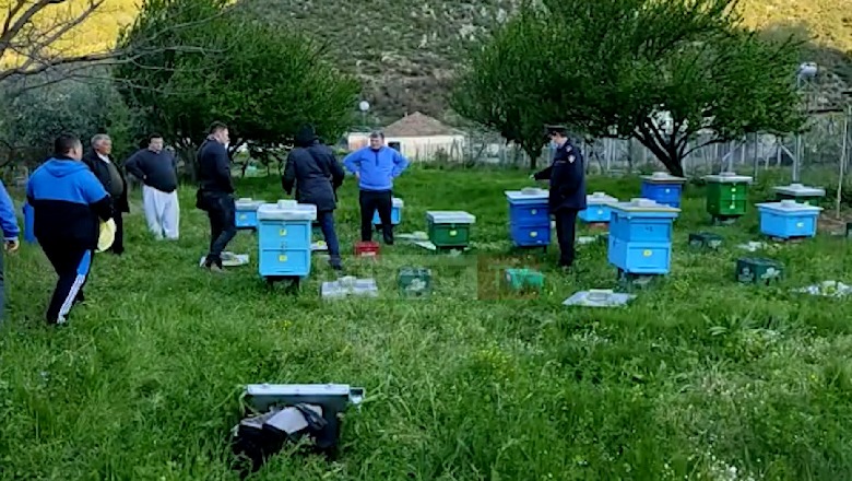 Hajdutët në rajonin e Lezhës nuk po kursejnë as bletët, vidhen 11 koshere në fshatin Gryk-Manati