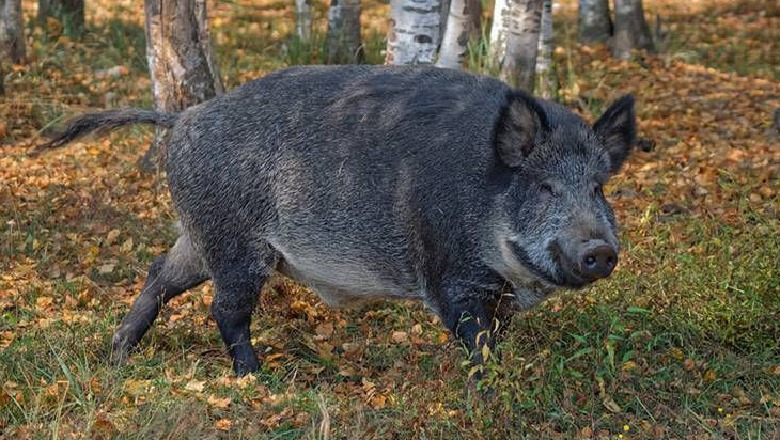 E ngatërroi me derr, 64-vjeçari qëllon gruan me çifte