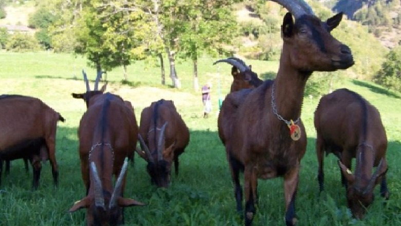 Çobani i pakujdesshëm i shkatërroi vreshtin, por pronari i merr peng dhitë