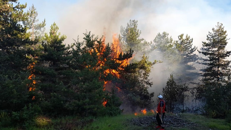 Korçë, i vuri flakën qëllimisht pyllit të Vithkuqit dhe dogji mbi 20 hektar pisha, nën hetim 54-vjeçari