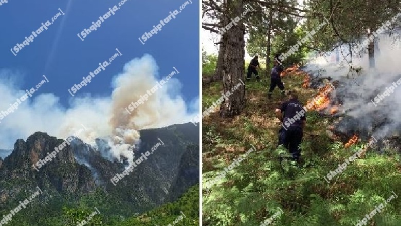 I vunë zjarrin pishave të Tomorit, pranga piromanit, në kërkim një tjetër! Një i arrestuar dhe në Cërrik dogji mbeturinat, flakët i dolën nga kontrolli e shkrumbuan pemë frutore dhe vreshta 