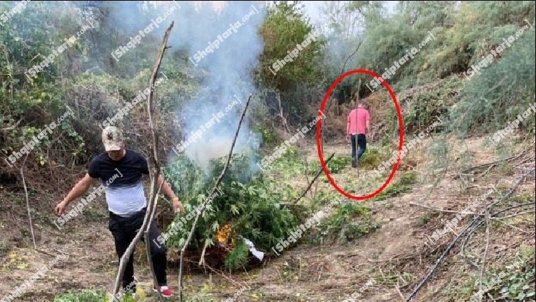 Para se të vritej, FOTO të nënkomisarit Saimir Hoxha gjatë asgjësimit të kanabisit në parcelë! Nuk mbante veshur uniformën e policisë