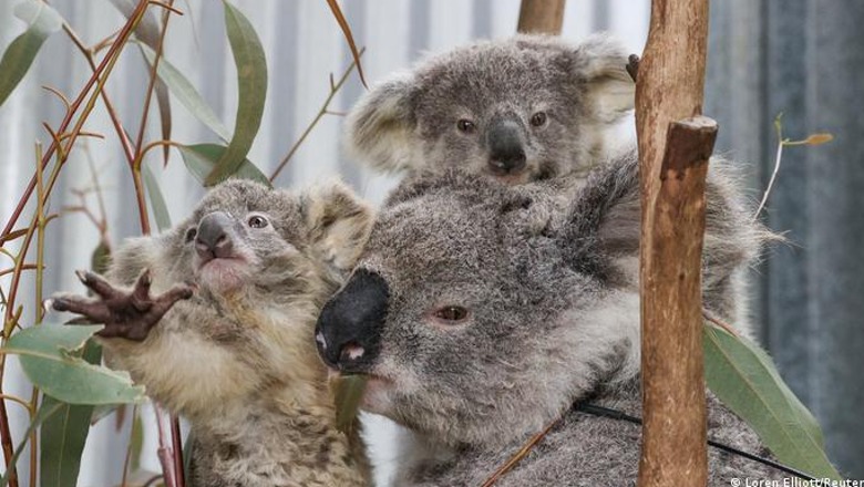 Ndryshimet klimatike dhe shfarosja e pyjeve, Australia i rendit koalat si specie të rrezikuara