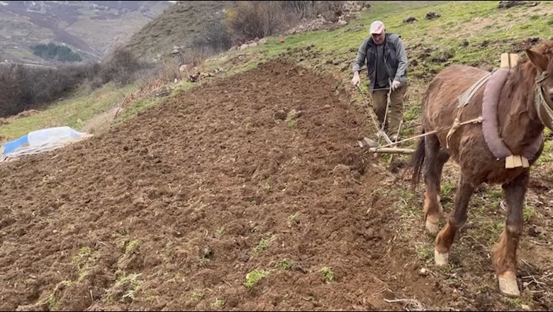 Rexhep Çuni, mësuesi që punon tokën me parmendë! Çmimi i naftës kthen fermerët te mjetet primitive