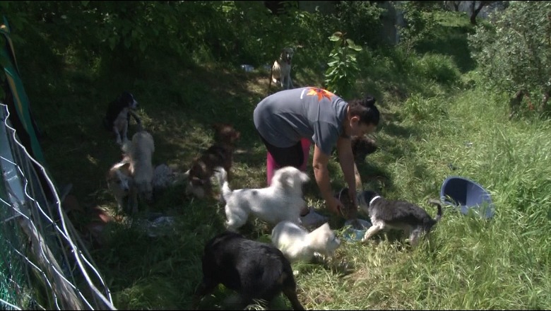 Zamira Kuçi, vajza që i kushton jetën rritjes së kafshëve të braktisura! Në oborrin e banesës së saj bashkëjetojnë 27 qen dhe 11 mace