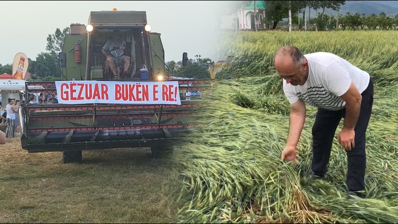 SPECIALE/ Të mbjellat ikën me qershorin, mbetën vetëm festat! Fermerët e drithërave në Fier: Tregu mos të lihet në dorë të grumbulluesve, prodhimin po e hanë pulat e jo njerëzit