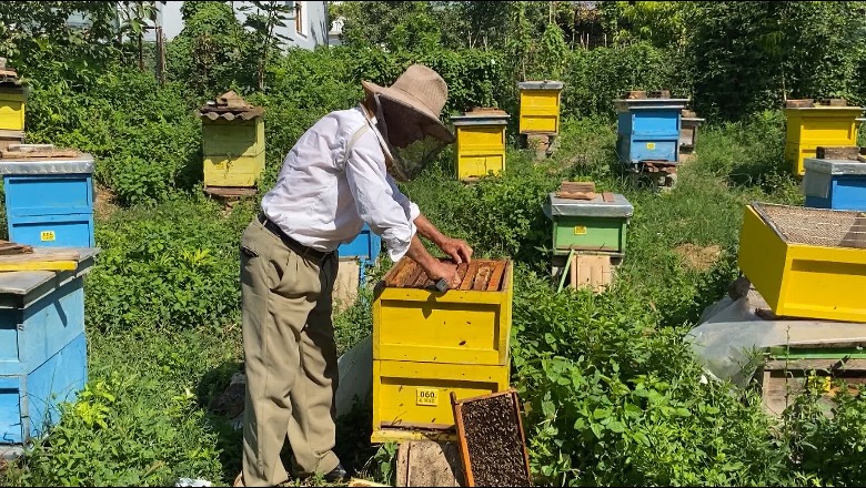 Patos/ Kujdeset për bletët prej 35 vitesh, bletërritësi Isa Beha: Rriten me pasion, sekretet e punës ia tregoj mbesës