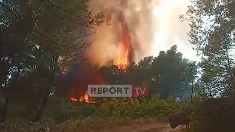 Riaktivizohet vatra e zjarrit në pyllin me pisha në Peshtan të Fierit, era favorizon përhapjen e flakëve! Nënkryetari i bashkisë: Situata është vënë nën kontroll